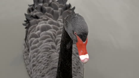 shot of a black swan floating on calm water