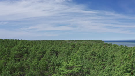 Blue-sky-and-green-pines-seaside-aerial