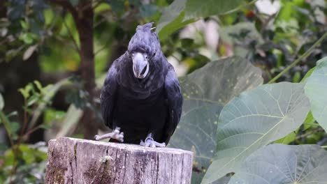 cockatoo interacts with food on a wooden perch