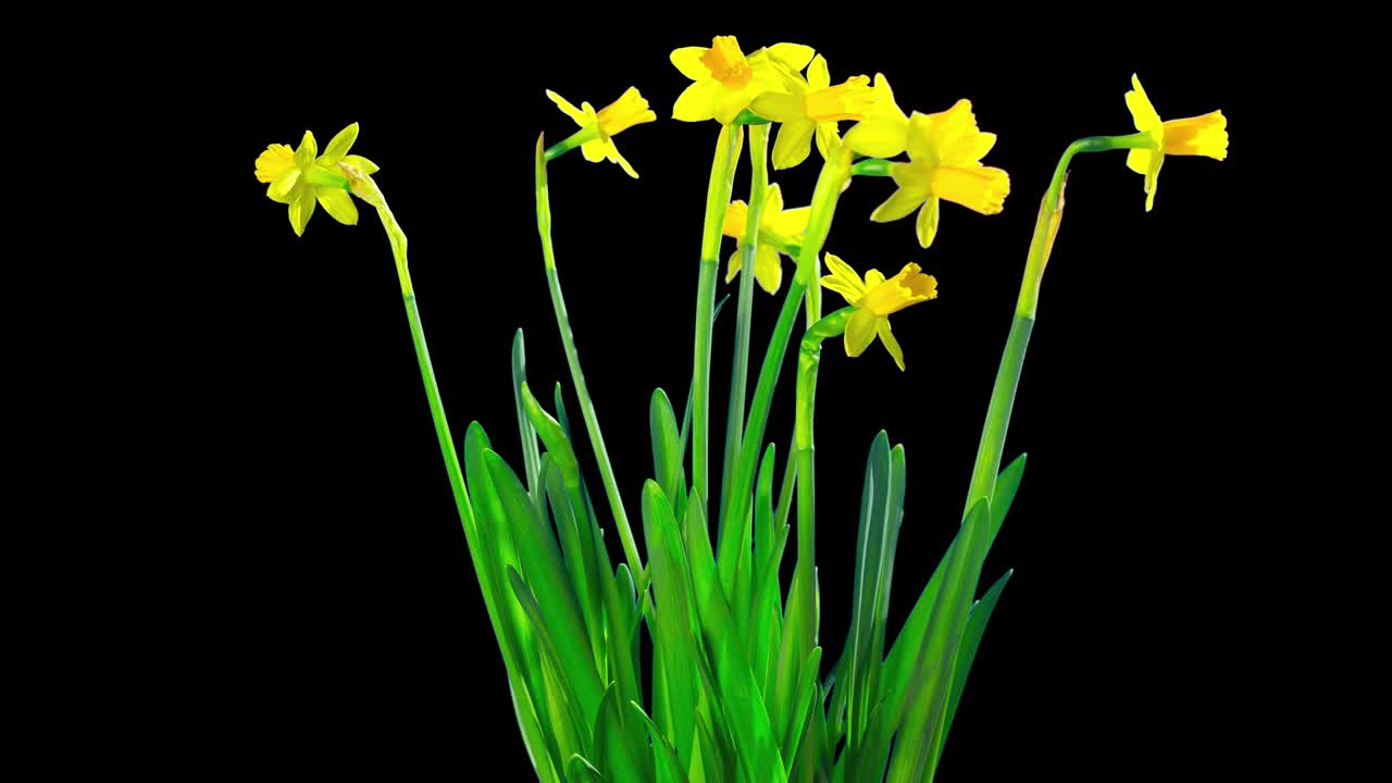 Yellow daffodil blossom, time-lapse with alpha channel