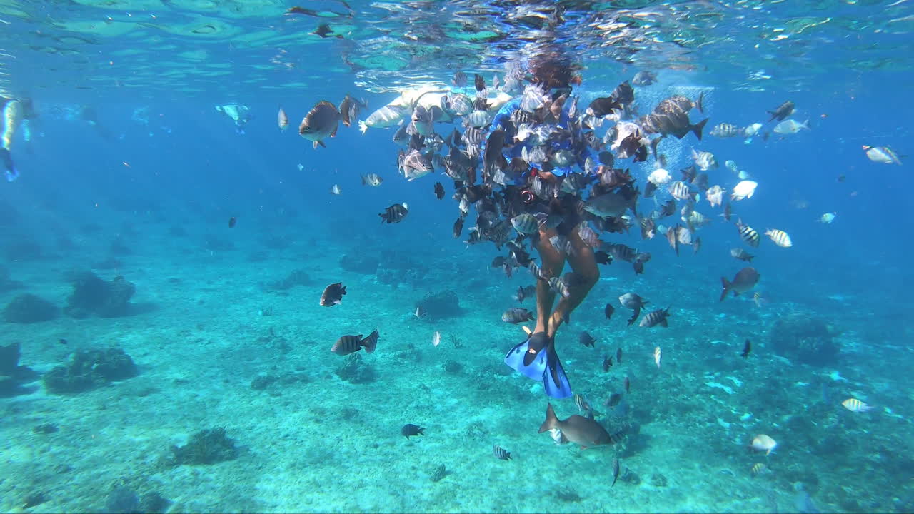 수중에서 많은 물고기로 뒤덮인 수영선수|다이버 | 비디오 배경 아래에서 swimmer|diver 주위를 수영하는 물고기 떼 | 물고기 떼와 함께 스노클링을 즐기는 관광객들