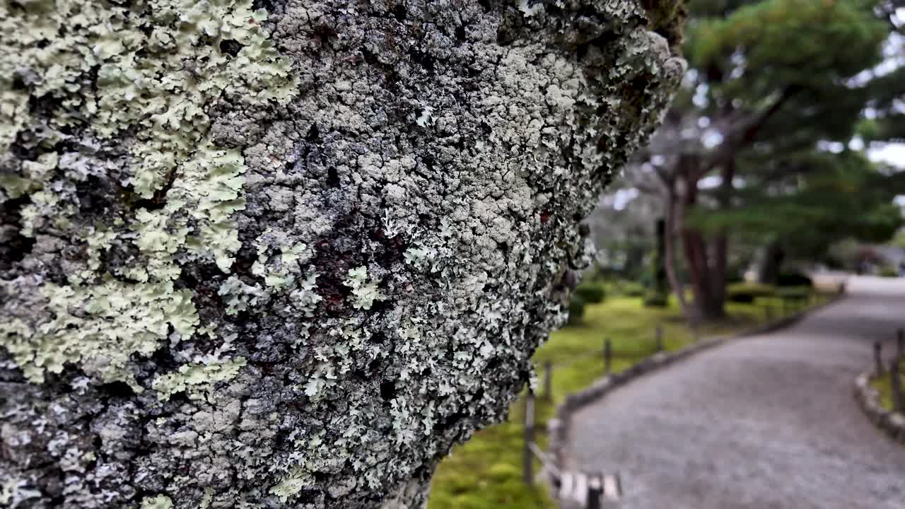 Lichen covering tree bark in Kenrokuen Garden creates a vibrant texture, with a softly blurred path and trees enhancing the serene atmosphere