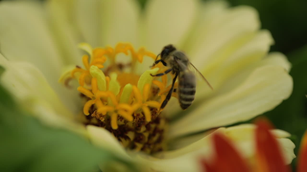 abeja melífera recogiendo polen de una flor amarilla
