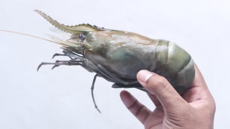 camarones frescos