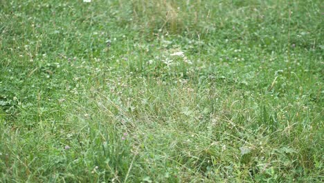 wind blowing true the small plants with small flowers which are slowly moving on a green lawn in lauterbrunnen switserland. medium slowmo shot