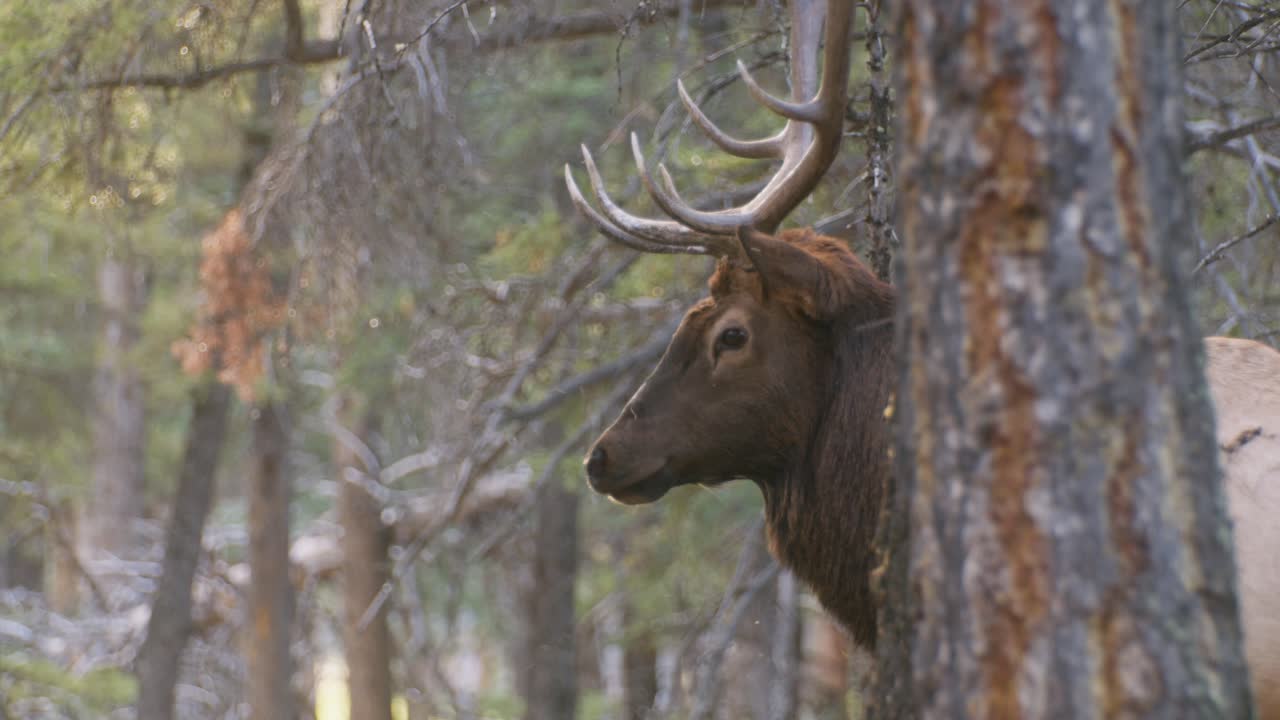 elk bull mirando a su alrededor con moscas de cerca
