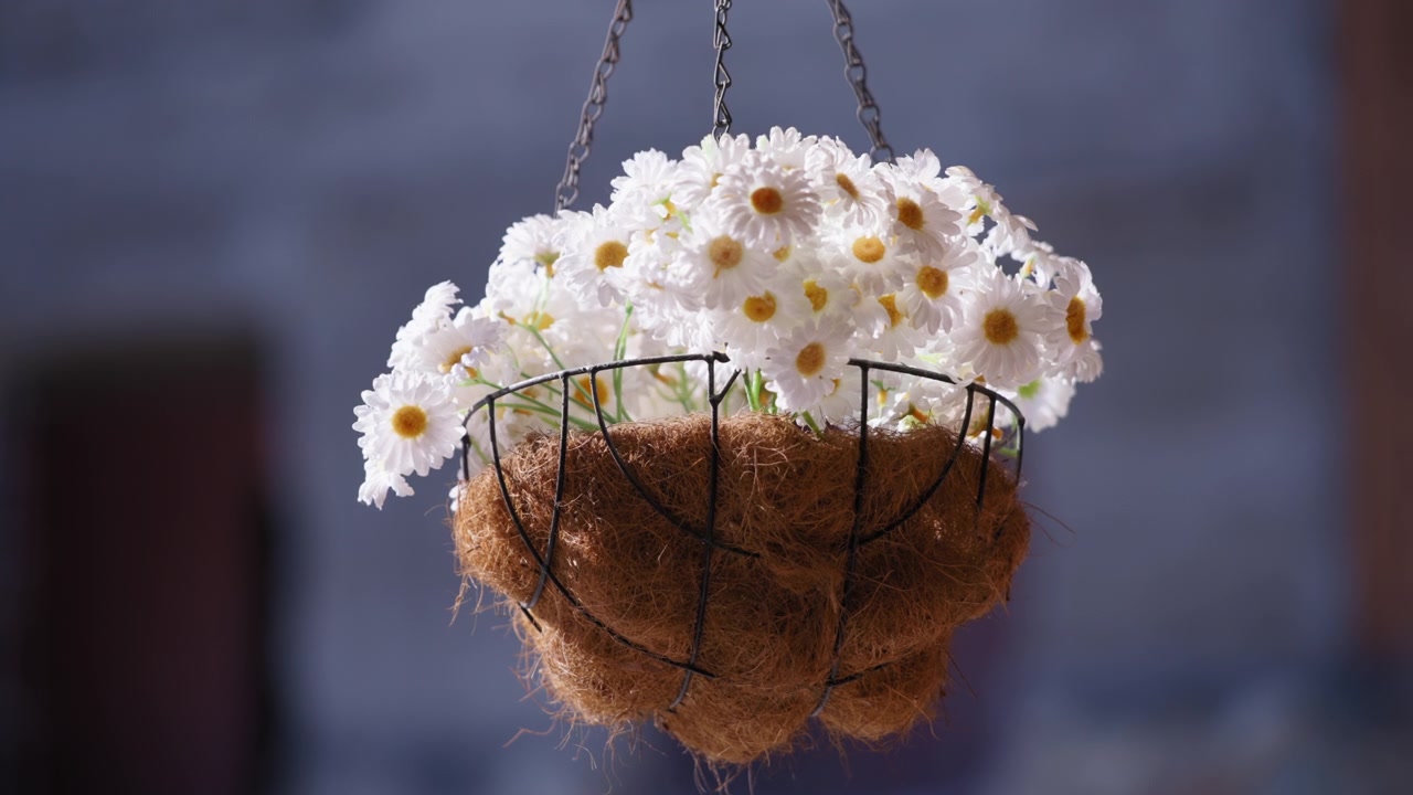 Hanging basket of white flowers