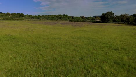 low-flight-with-a-drone-in-a-wild-green-grass-meadow-where-we-approach-a-group-of-violet-flowers-we-have-a-background-of-trees-with-a-blue-sky-with-clouds-on-a-spring-morning