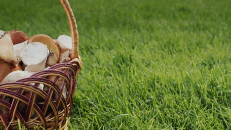 from the green background, the camera moves towards the basket with wild mushrooms.