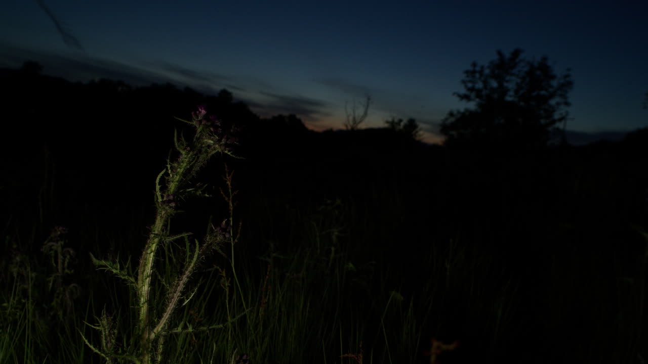 A Thistle in a Field at Night