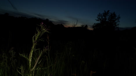 a thistle in a field at night