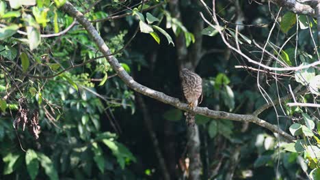 Shikra, Accipiter badius, Khao Yai National Park, Thailand