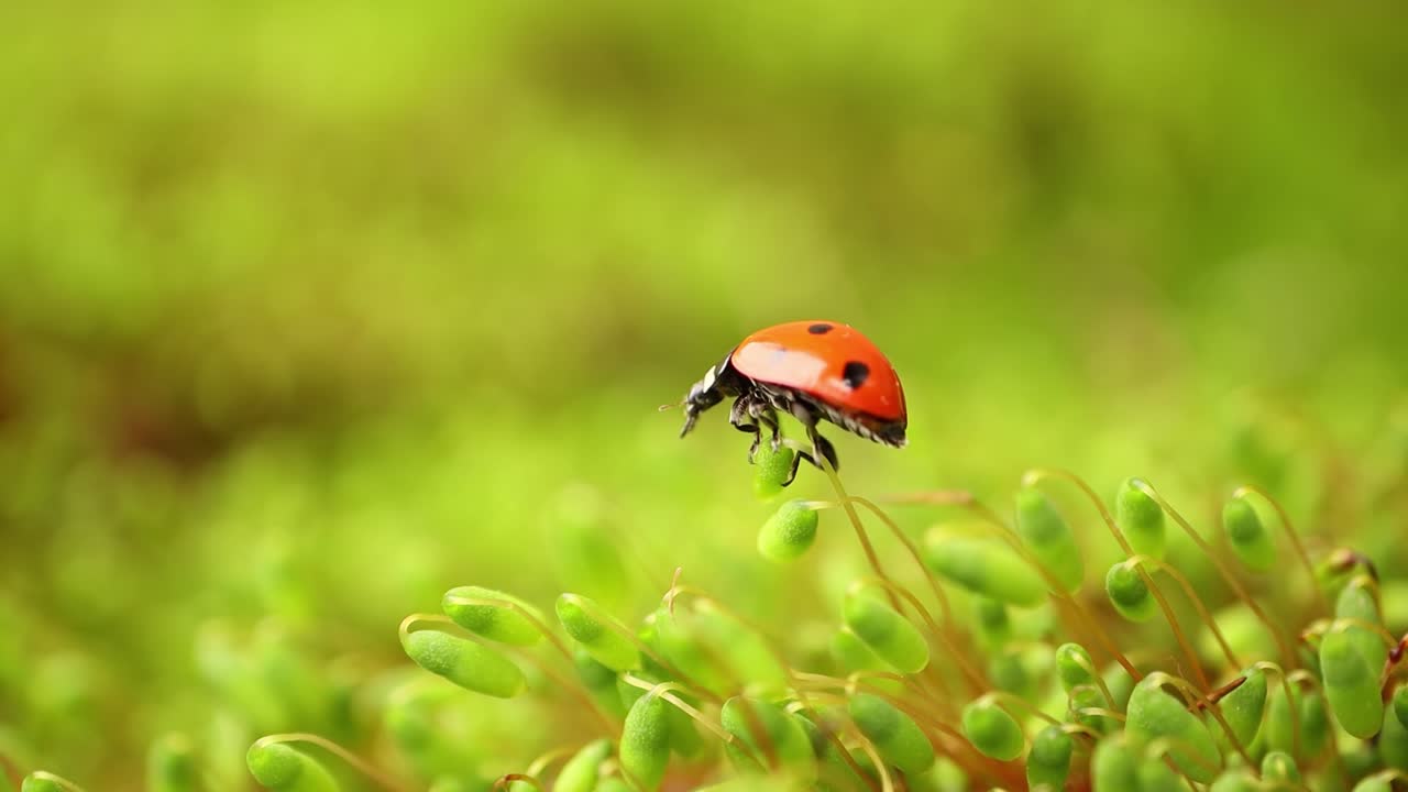 Close-up wildlife of a ladybug in the green grass in the forest