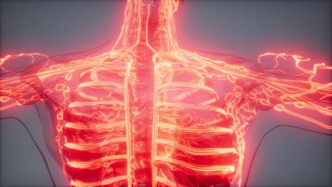 vasos sanguíneos del cuerpo humano