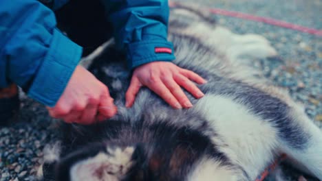 a man is brushing his dog to remove loose fur - close up