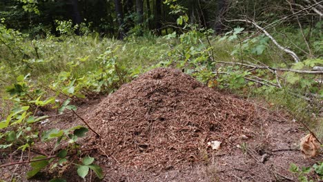 static view of huge anthill in the middle of the forest