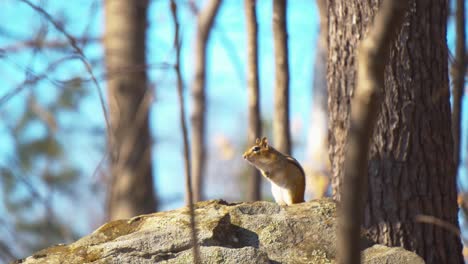 a chipmunk stands on top of a stone and chirps repeatedly