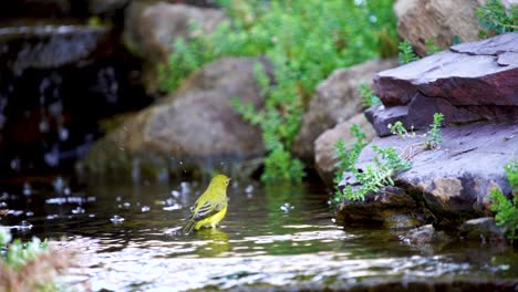 Una-Curruca-Amarilla-Salpicando-Y-Tomando-Un-Baño-En-Un-Arroyo-Poco-Profundo---Cámara-Lenta