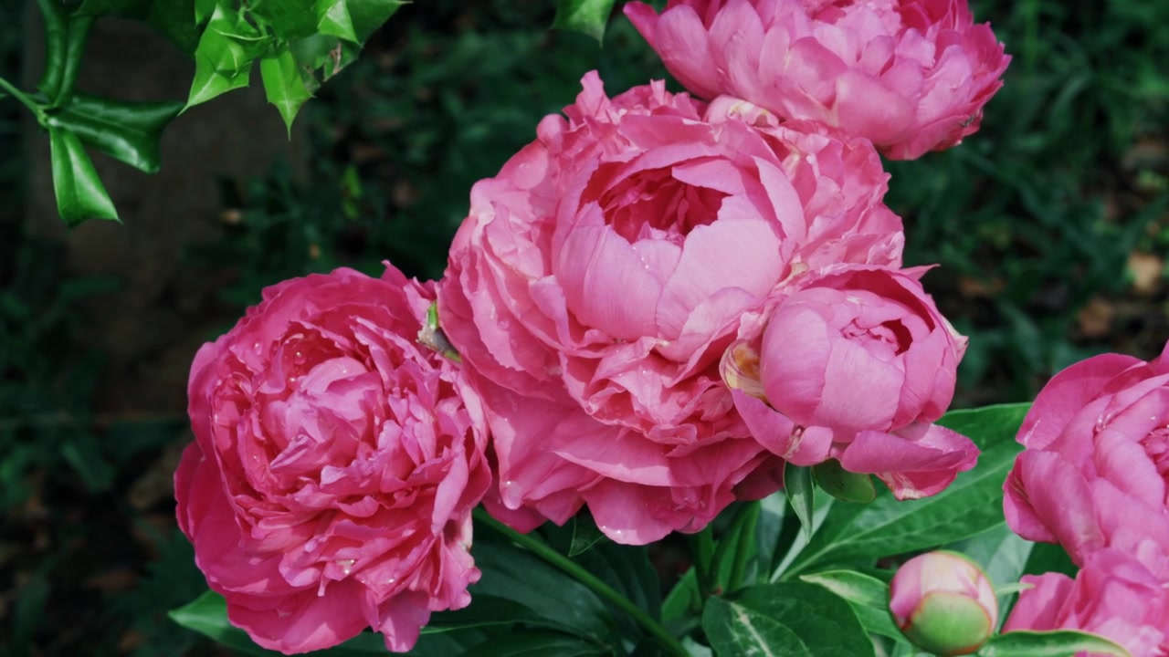 Un gros plan en plongée, se concentrant sur un bouquet dense de pivoines doubles roses, duveteuses et superposées, aux pétales humides, au Jardin Botanique du Site Sui-Tang à Luoyang, Henan, Chine.