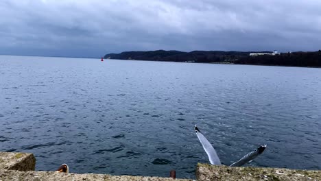 Slow-motion,-The-seagull-departs-from-the-concrete-breakwater