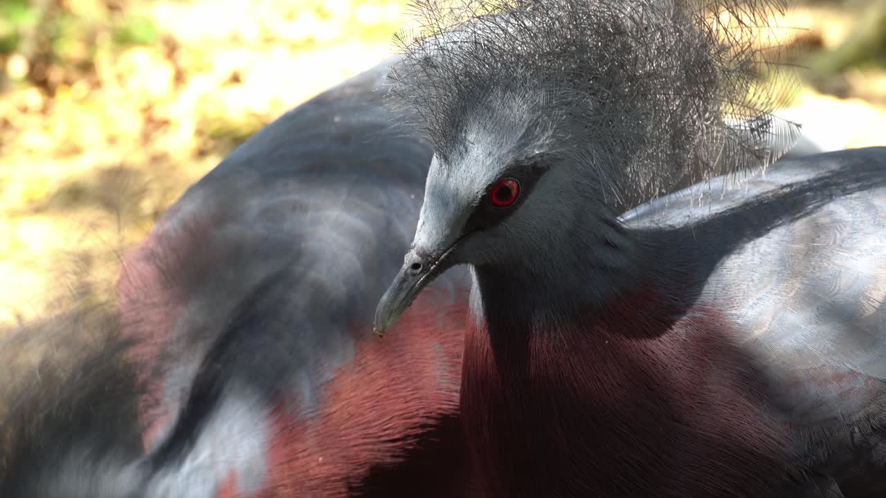 cerca de la paloma coronada de pecho marrón