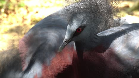 close up maroon-breasted crowned pigeon