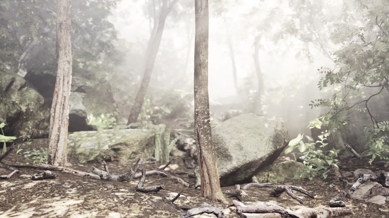 신비로운 안개 숲