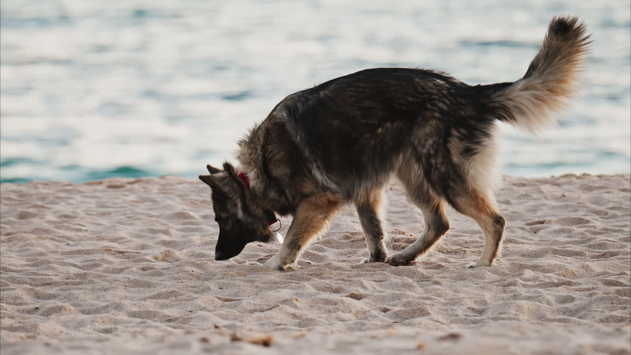 Close up of a dog running and playing on the beach