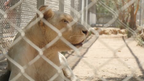 Close-Up-Of-Lioness-From-Behind-Fence-Laying-Down-In-The-Shade