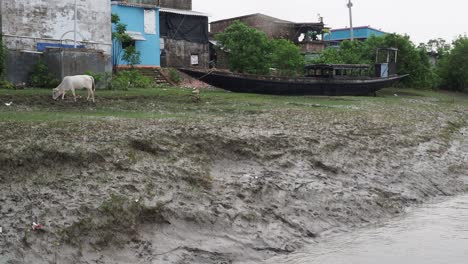 video of ganges river bank taken from a boat in sunderban, west bengal, india taken post yaas cyclone which caused lot of damage in sunderbans