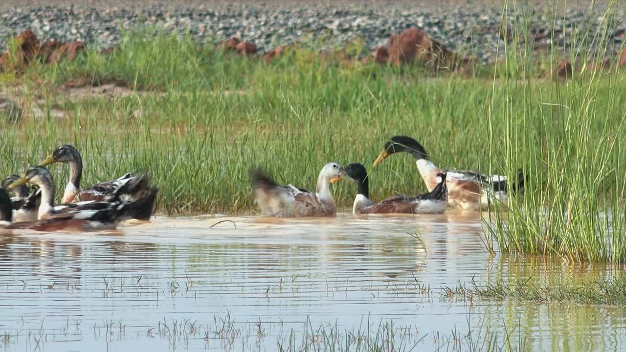 연못에 있는 오리의 중간 샷