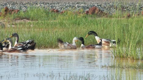 Plano-Medio-De-Patos-En-Un-Estanque