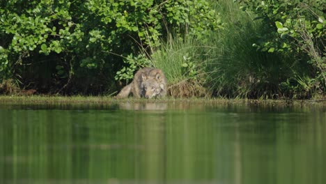 Low-angle-over-water-of-grey-wolf-trudging-through-shallows-on-river-bank