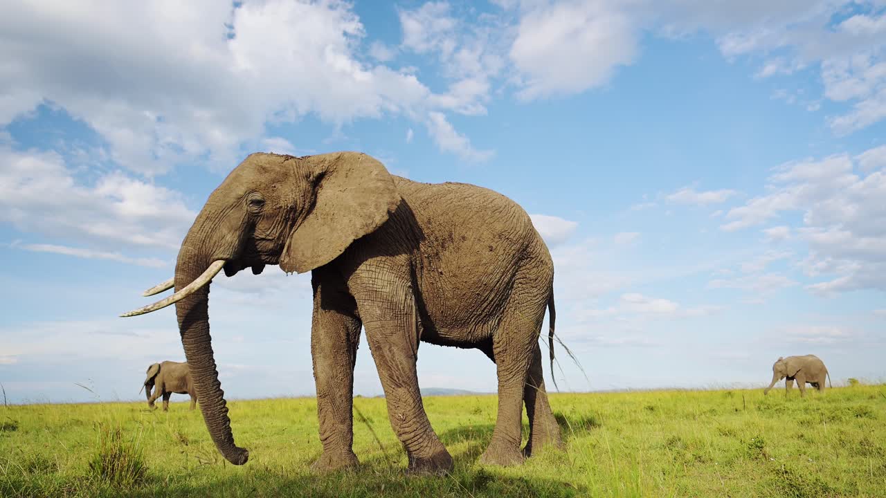 cámara lenta del elefante africano, vida silvestre de áfrica, elefante macho grande en masai mara, kenia, toma de ángulo bajo de animales de safari alimentándose comiendo pastando en la sabana en un día de cielo azul al sol