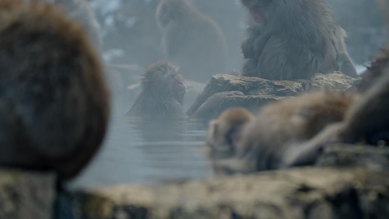 в самом сердце зимы знаменитые снежные обезьяны из горячих источников джигодукани погружаются в теплые, парные воды онсена, создавая захватывающую сцену спокойствия.