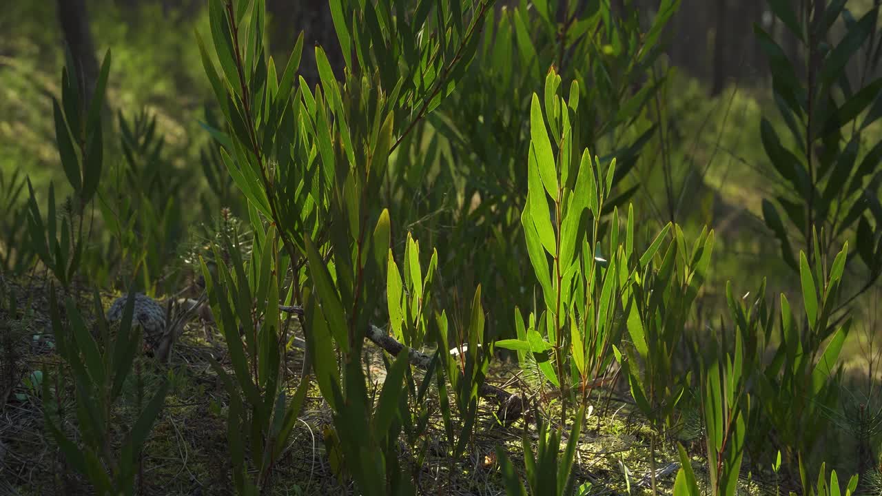 4k acacia longifolia comúnmente conocida como acacia cetrina que crece en medio de un bosque de pinos