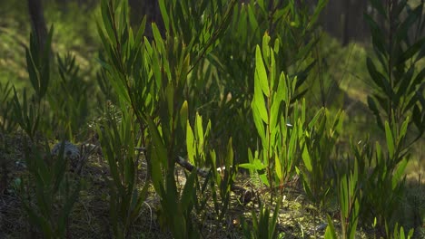 4k acacia longifolia comúnmente conocida como acacia cetrina que crece en medio de un bosque de pinos