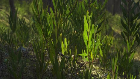 4k acacia longifolia commonly known as sallow wattle growing up in the middle of a pine tree forest