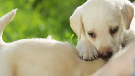 close-up view of a labrador puppy coming close to another puppy and smelling it