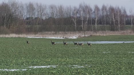 Herd-of-deer-in-the-distance-across-a-field-with-melting-snow-patches