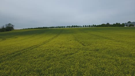 Rapsfeld-Im-Sommer,-Landschaft-Südschweden,-Österlen,-Tosterup,-Luft-Nach-Vorne