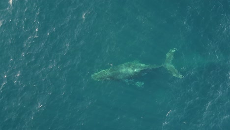 Der-Beeindruckende-Anblick-Einer-Gruppe-Prächtiger-Wale,-Die-Anmutig-Die-Oberfläche-Durchbrechen,-Um-Im-Südpazifik-In-Sydney,-Australien,-Einen-Erfrischenden-Atemzug-Zu-Nehmen