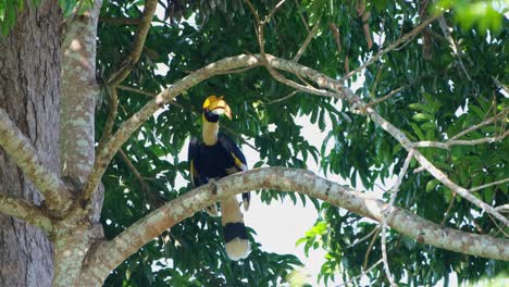 Gran-Cálao-Buceros-Bicornis-Posado-En-Una-Rama-Del-Lado-Derecho-Del-árbol-Y-Mira-A-Su-Alrededor-Y-Luego-Se-Rasca-La-Cabeza-Con-El-Pie-Izquierdo,-Parque-Nacional-Khao-Yai,-Tailandia