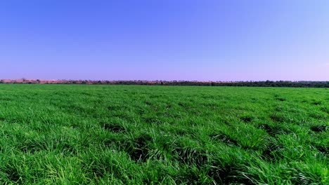 Niedrige-Drohne-Luftaufnahme-üppiges-Grün-Weiden-Gras