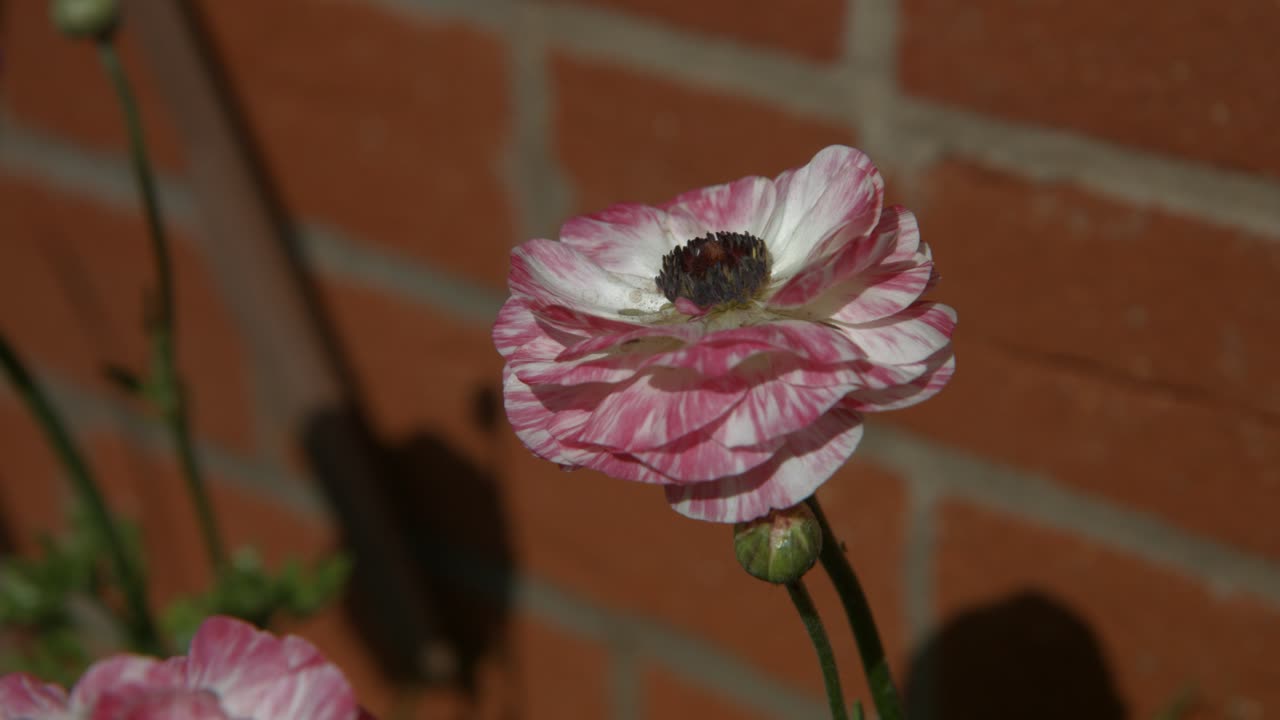 una hermosa flor de peonía rosa claro en el viento