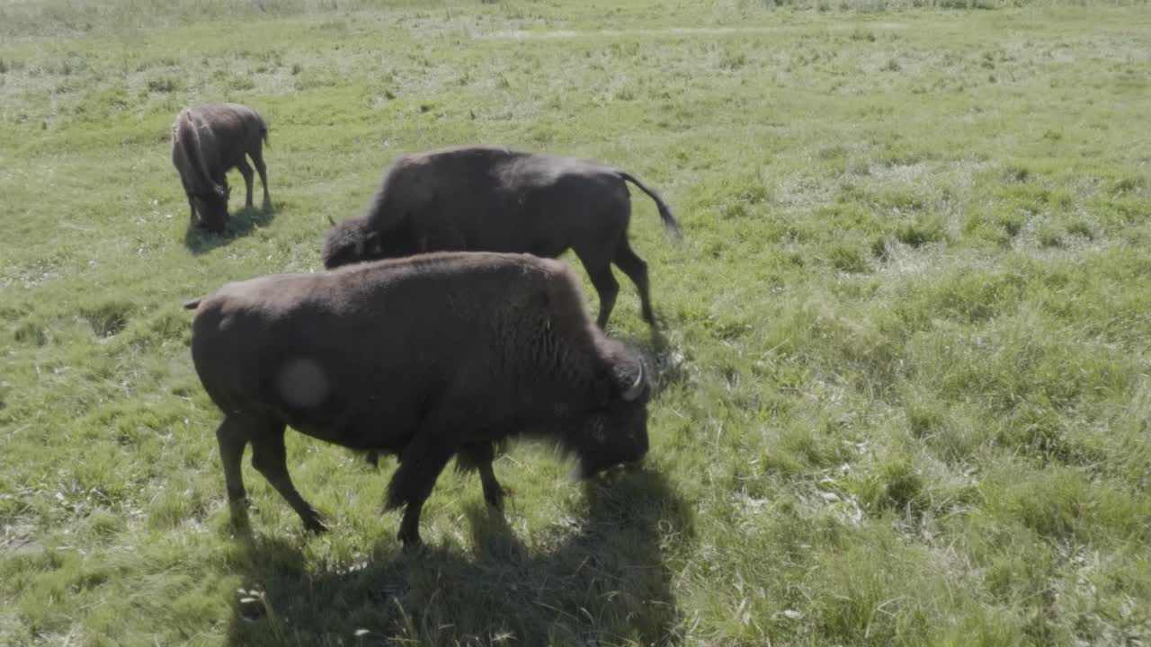 3 American Bison with baby