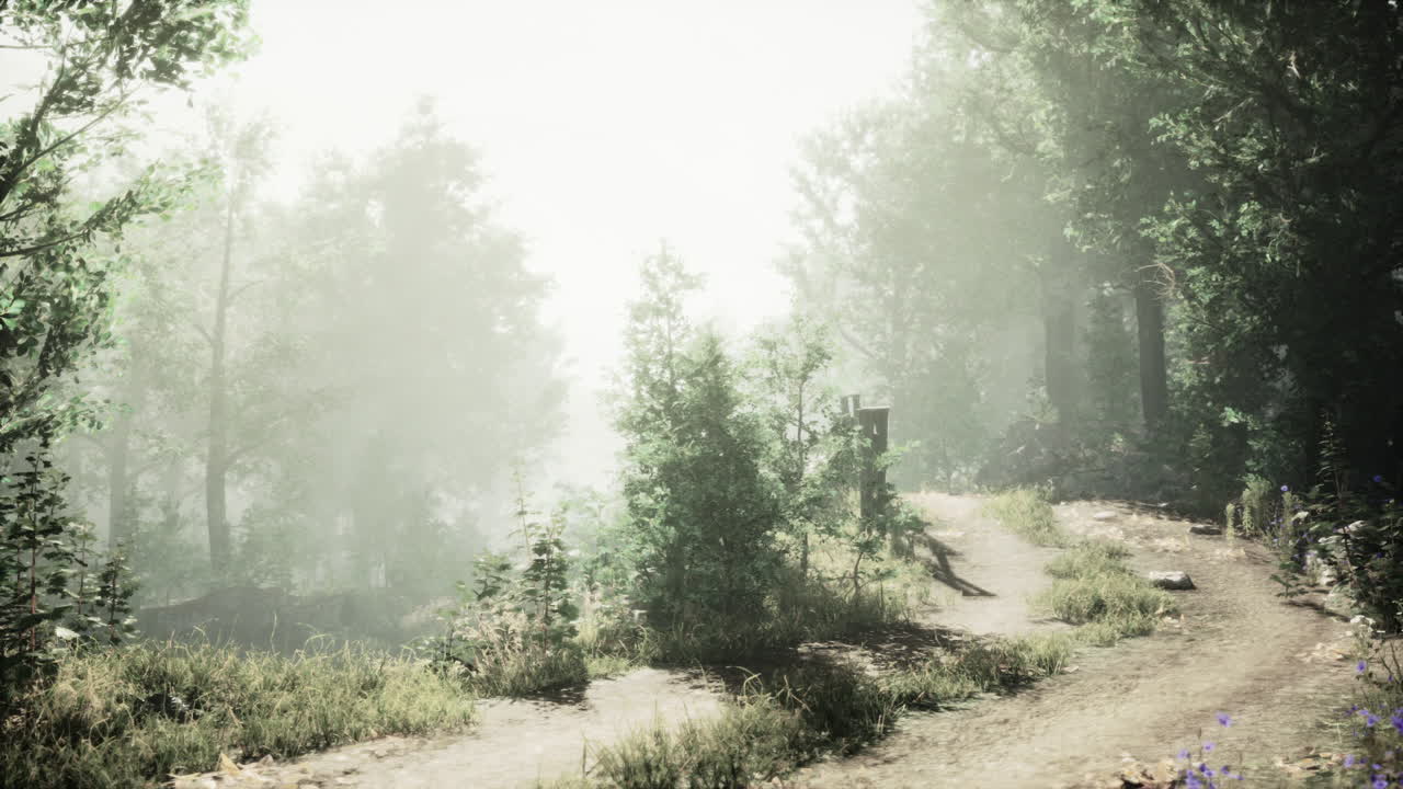 안개가 가득한 숲길