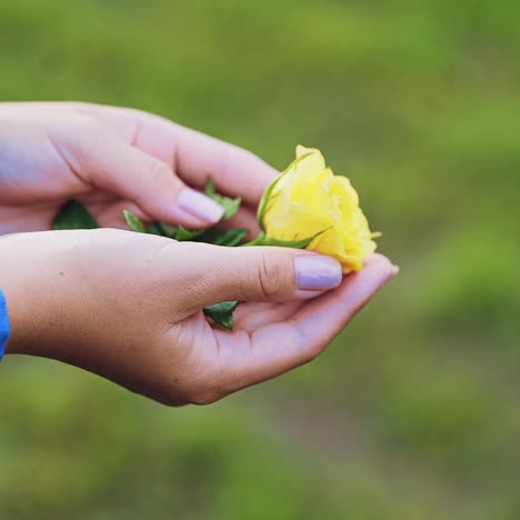 beautiful rose in female hands. well-groomed female hands.
