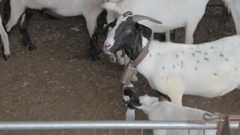 Cabra-Blanca-Y-Negra-Con-Cencerro-Y-Con-Un-Cabrito-En-Un-Corral