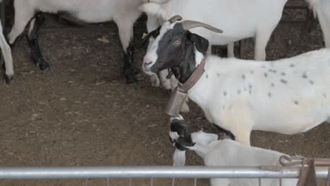 black and white goat with cowbell and with a baby goat in a corral